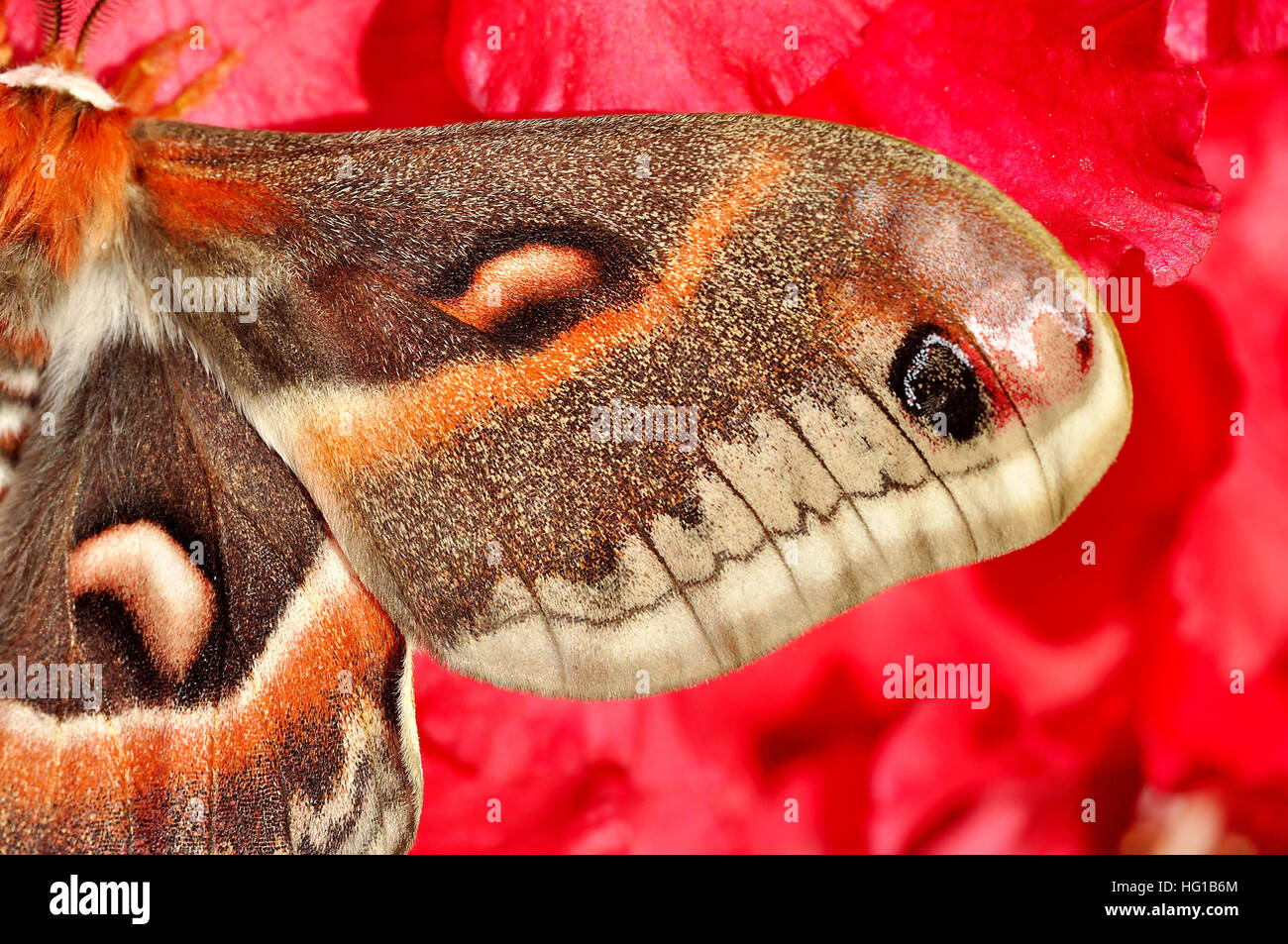 Robin Moth Hyalophora cecropia Stock Photo