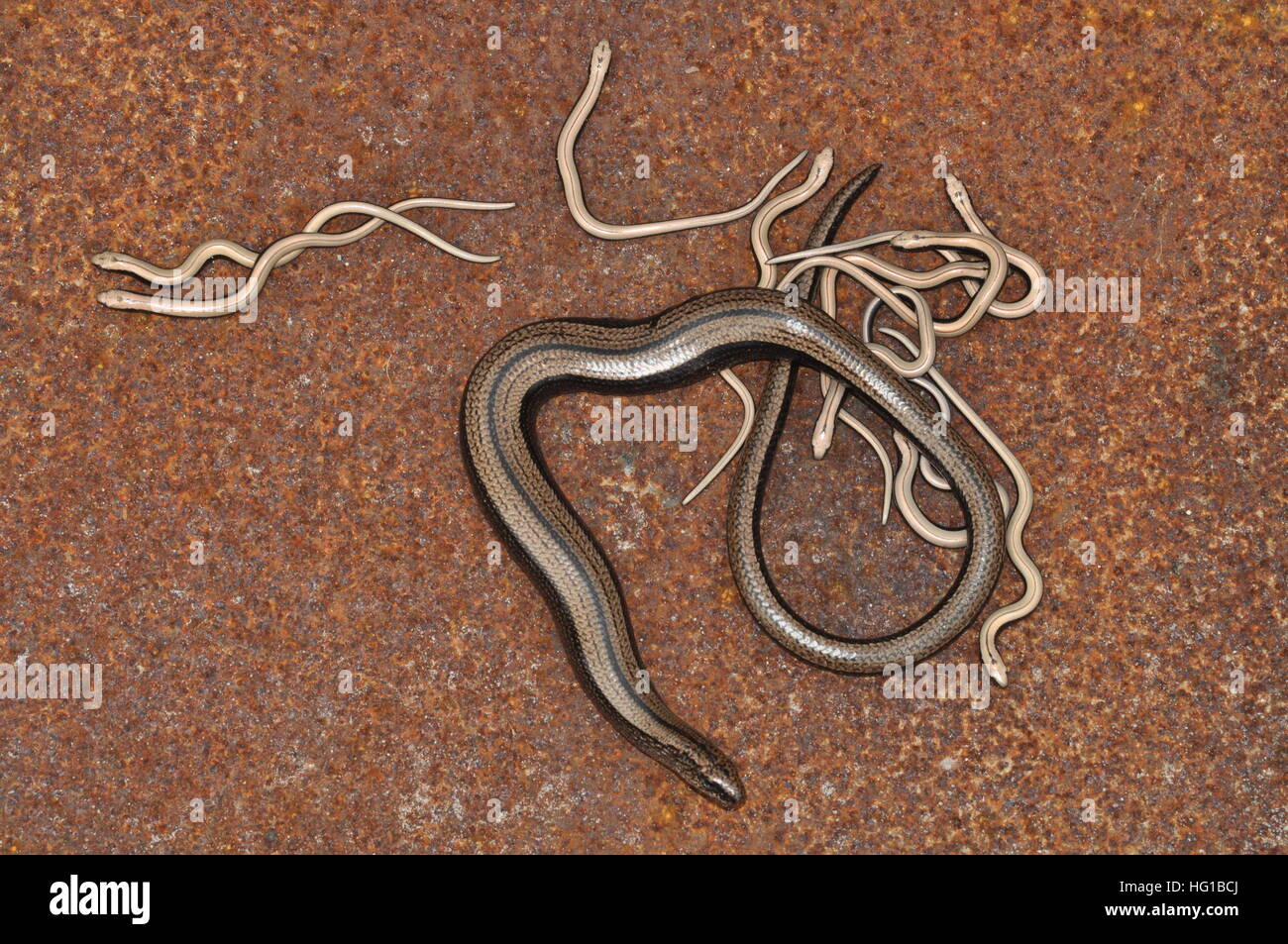 Slow-worm (Anguis Fragilis) female with babies. Stock Photo