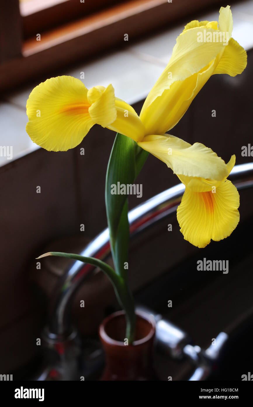 Beautiful freshly cut yellow Dutch Iris. Known in South Africa as a