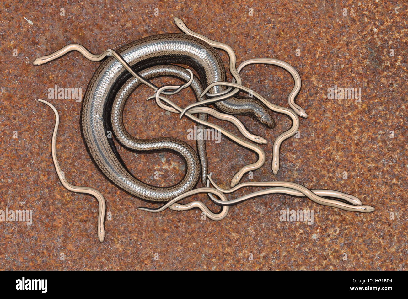 Slow-worm (Anguis Fragilis) female with babies. Stock Photo