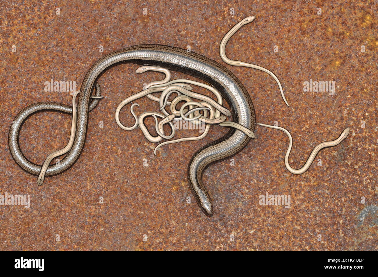 Slow-worm (Anguis Fragilis) female with babies. Stock Photo