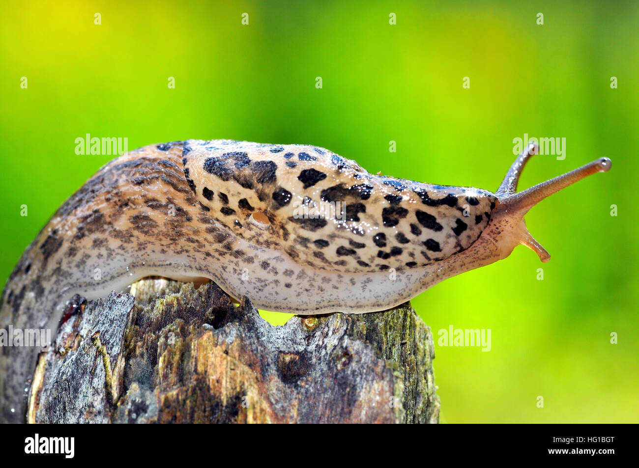 Leopard Slug Limax Maximus Stock Photo - Alamy