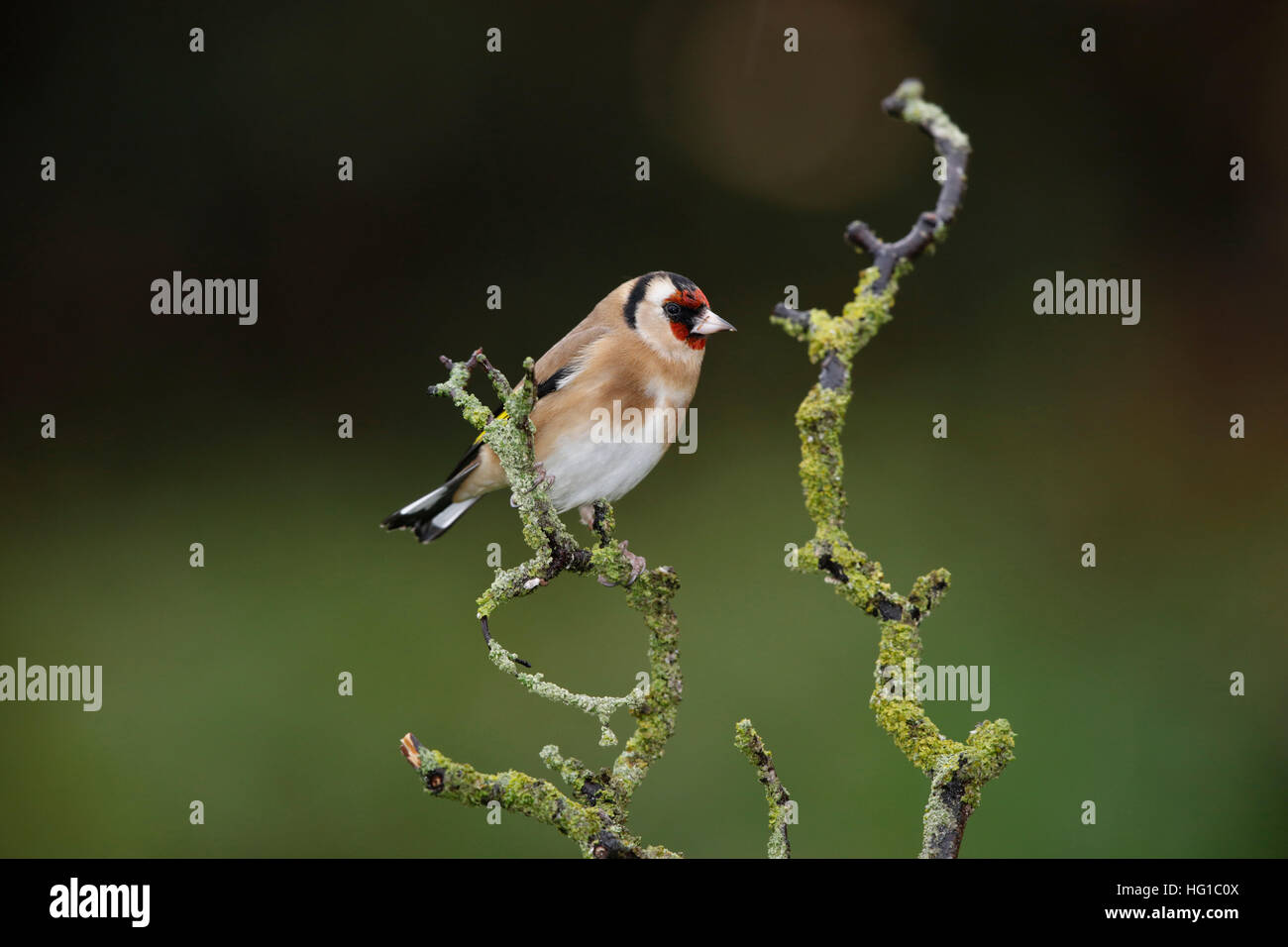 Goldfinch, Carduelis carduelis, on a wet branch in winter Stock Photo