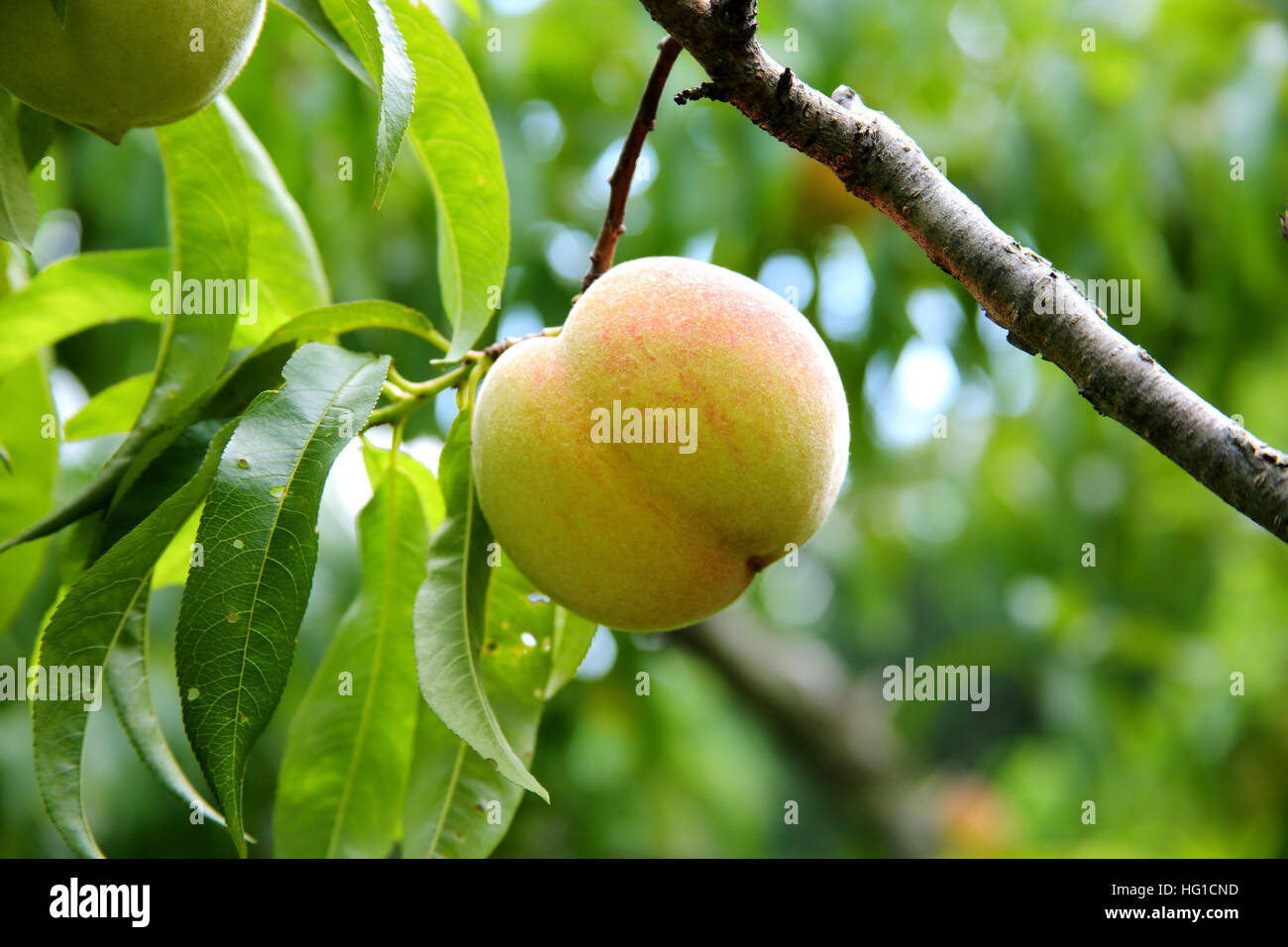 Ripe peach hanging on the branch with green leaves in a garden Stock ...