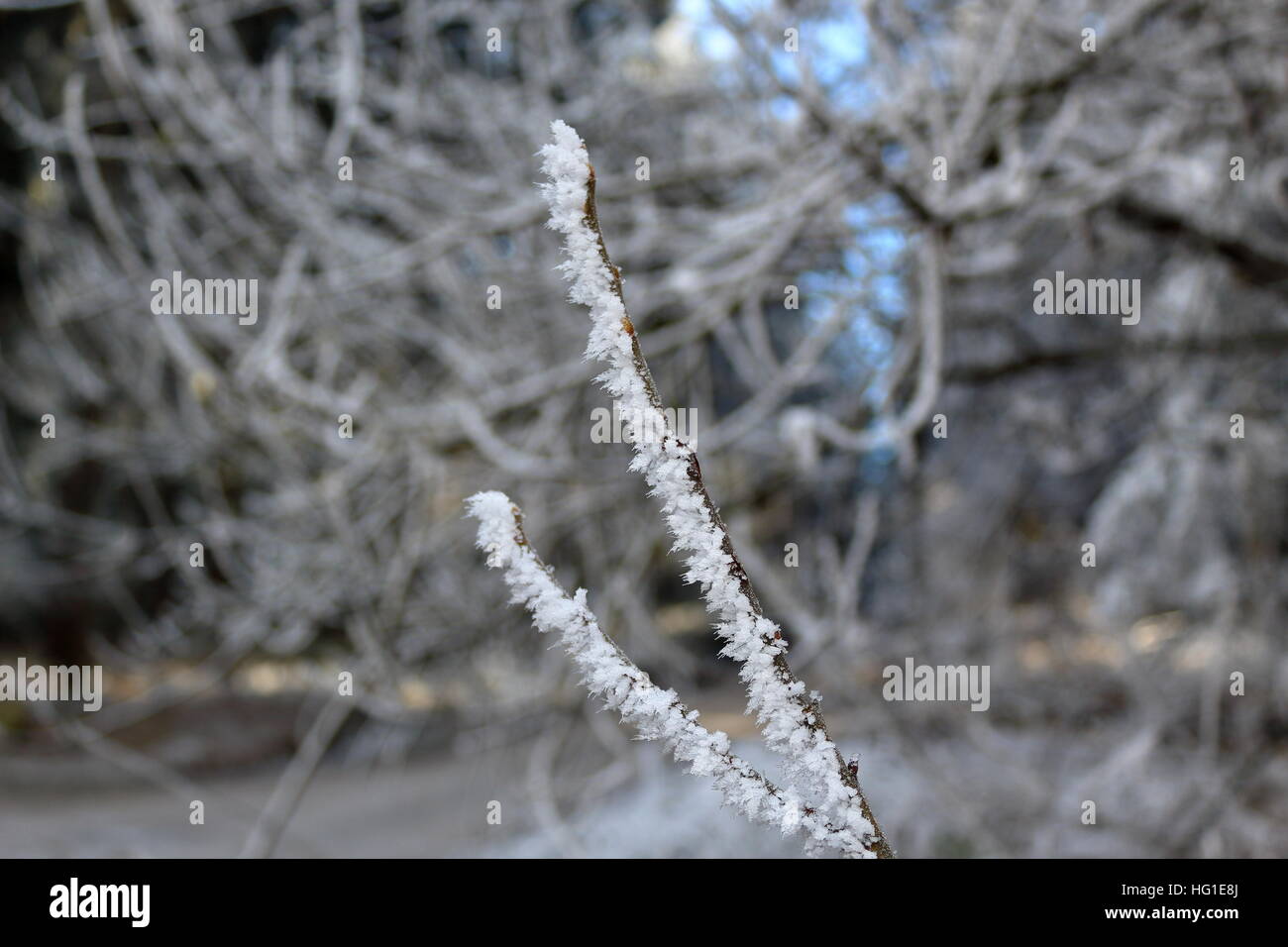 A branch littered with ice Stock Photo