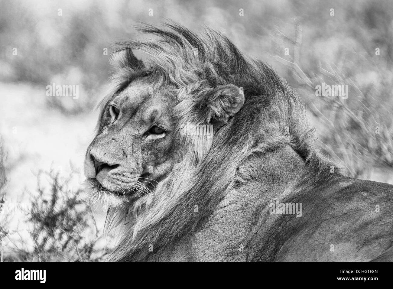 Black mane lion hi-res stock photography and images - Alamy
