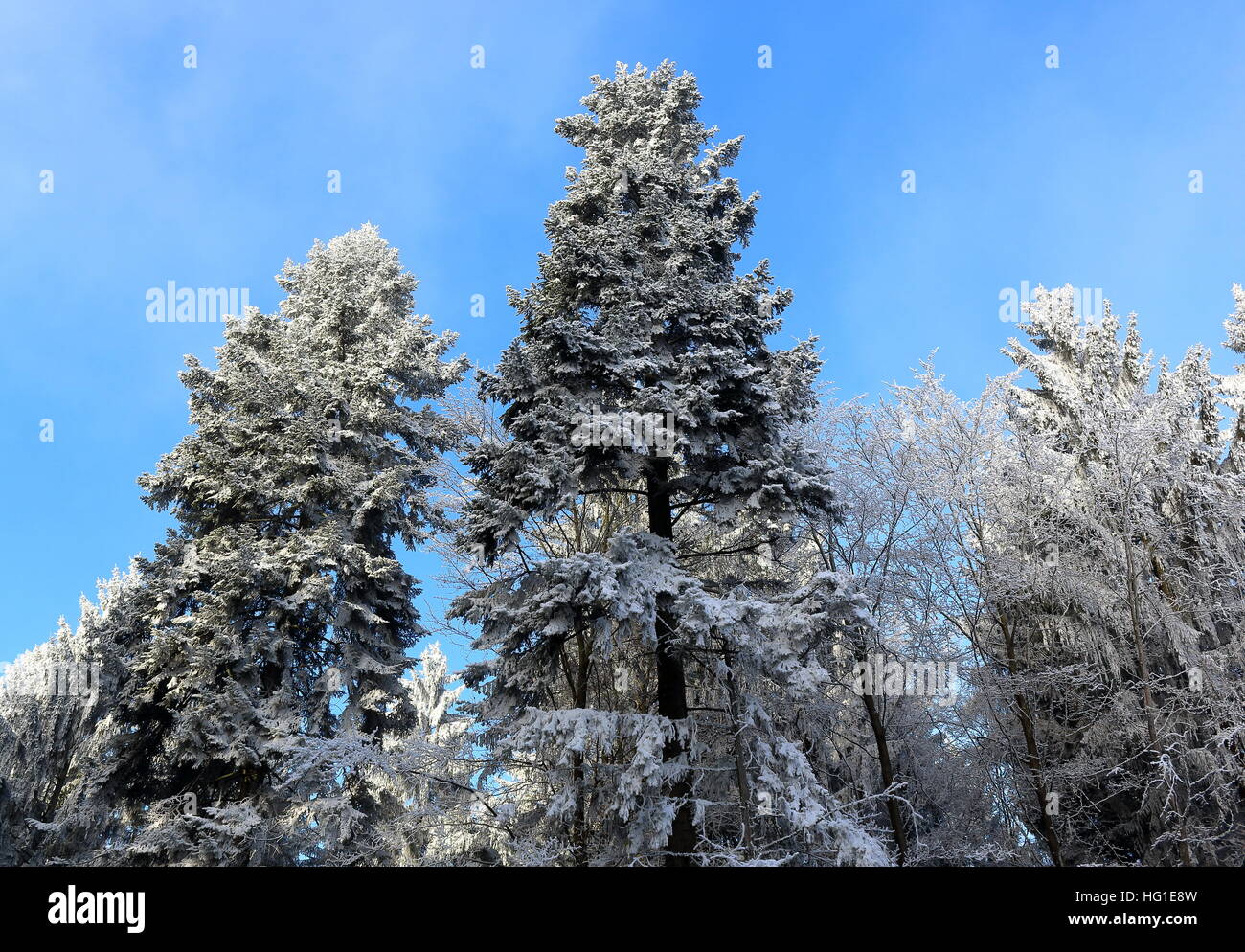 Iced treetops in the wood Stock Photo