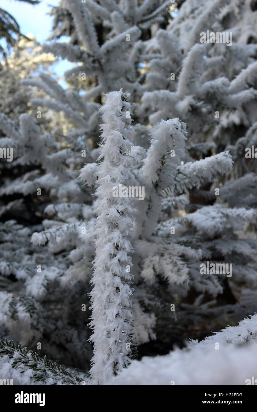 A frosted conifer in the wood Stock Photo
