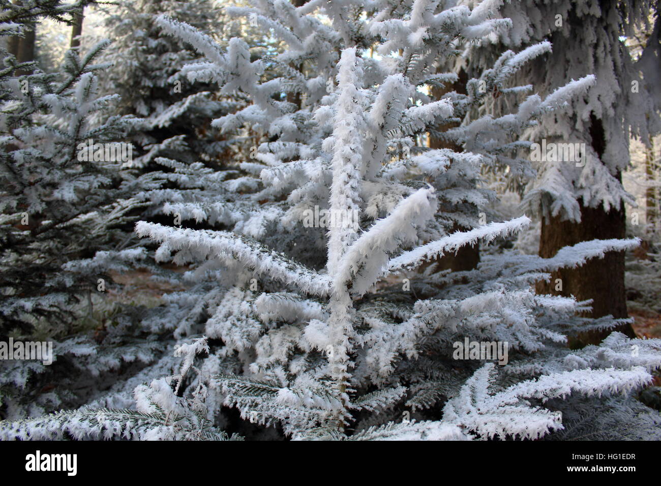 A frosted conifer in the wood Stock Photo