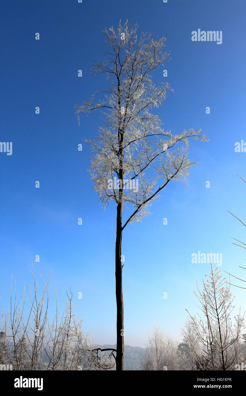 Iced treetop in the wood Stock Photo