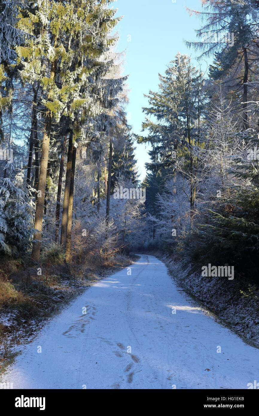 A snowy way in the woods Stock Photo
