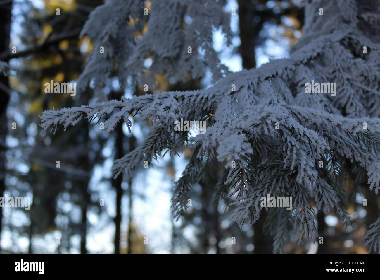 Iced conifer in the woods Stock Photo