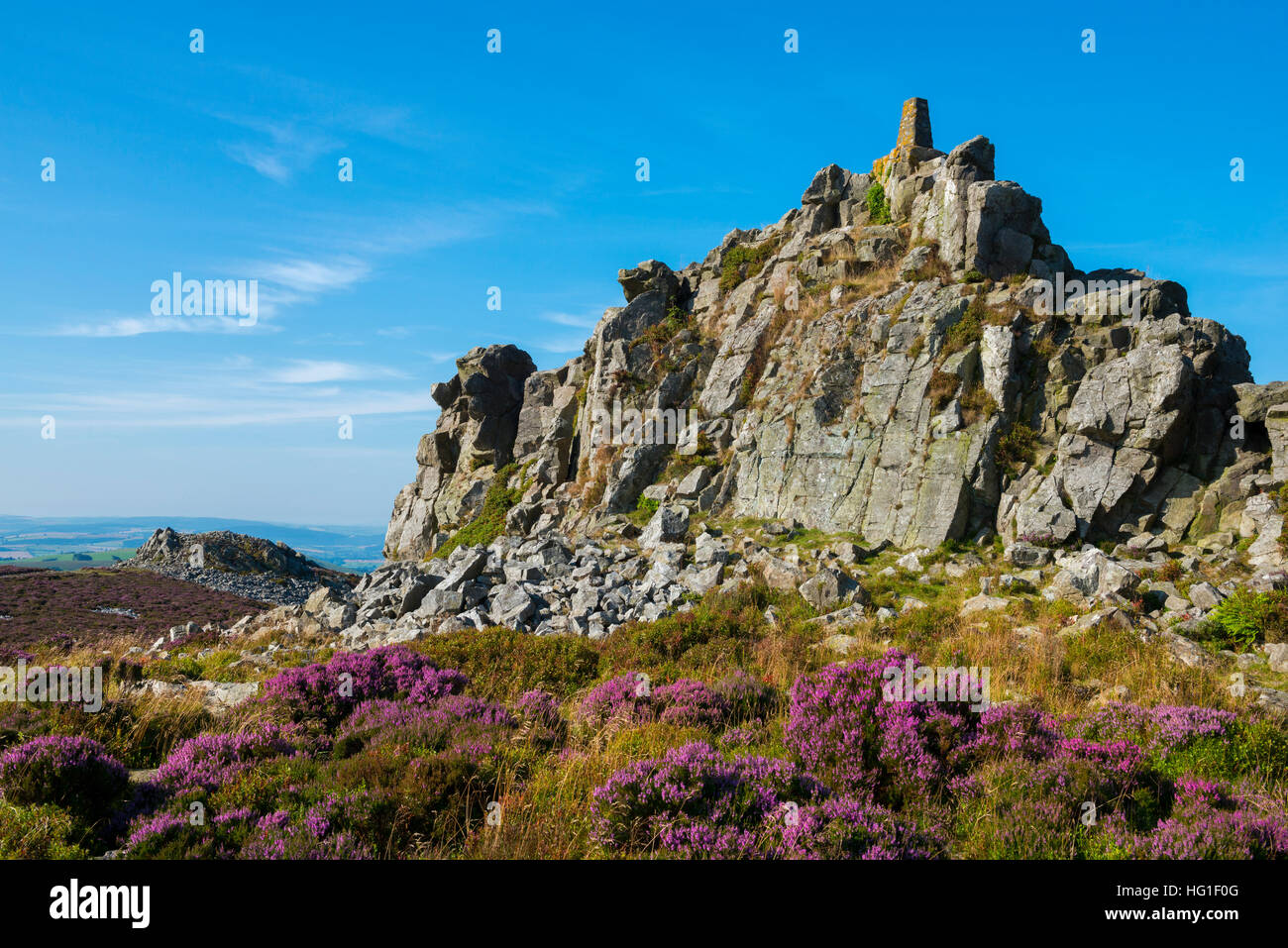 Purple heather beneath Manstone Rock on the Stiperstones, Shropshire, England, UK. Stock Photo