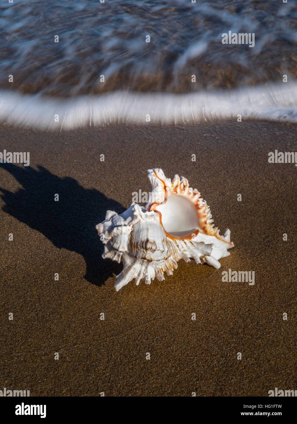Sea-snail shell-like Stock Photo