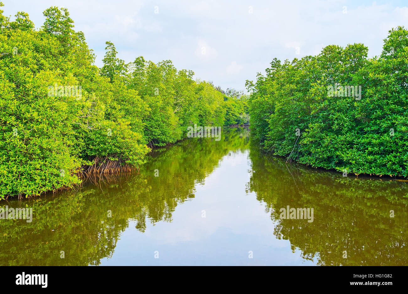 The banks of Madu river occupied with the lush mangrove forests
