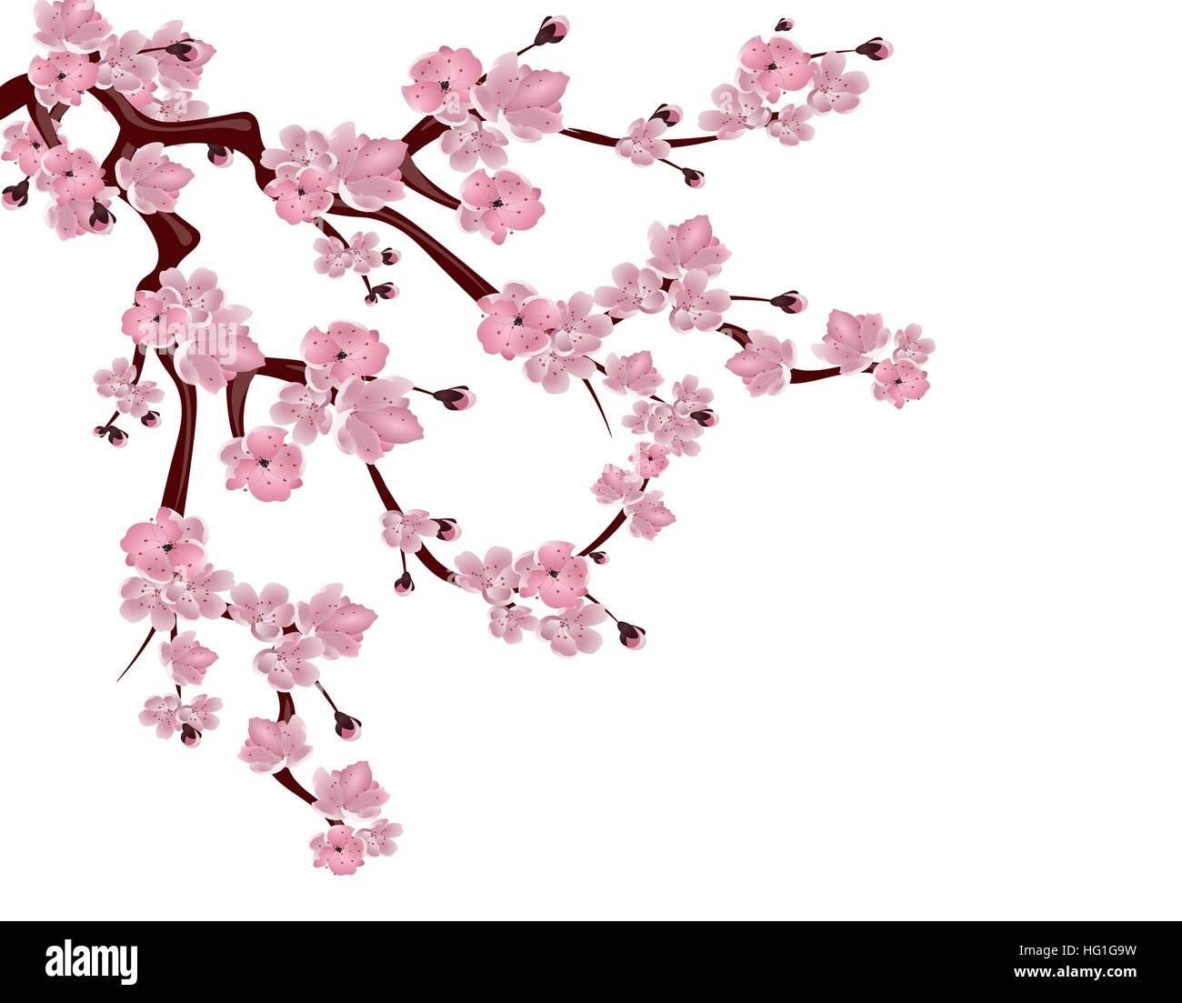 Japanese cherry tree. Spreading branch of pink cherry blossom. Isolated ...