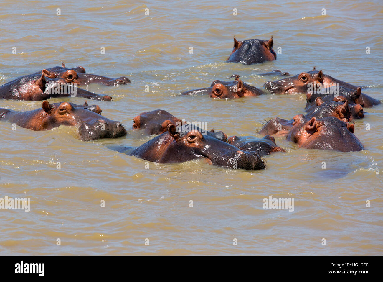 Hippopotamus Hippopotamus amphibious Stock Photo