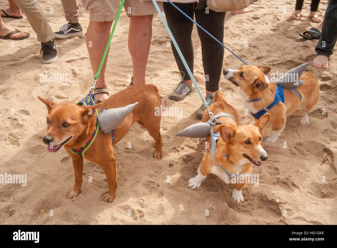 Two Welsh Corgi dogs, right, and an off-breed companion are wearing shark fin costumes at a Corgi dog festival on the sand in Huntington Beach, CA. Stock Photo