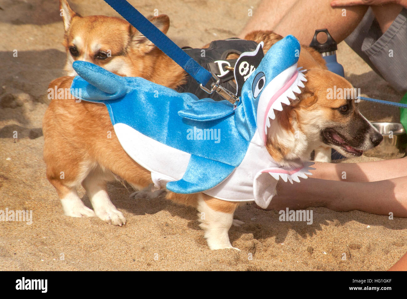 A Welsh Corgi dog wears a shark costume at a Corgi dog festival on the sand in Huntington Beach, CA. Stock Photo