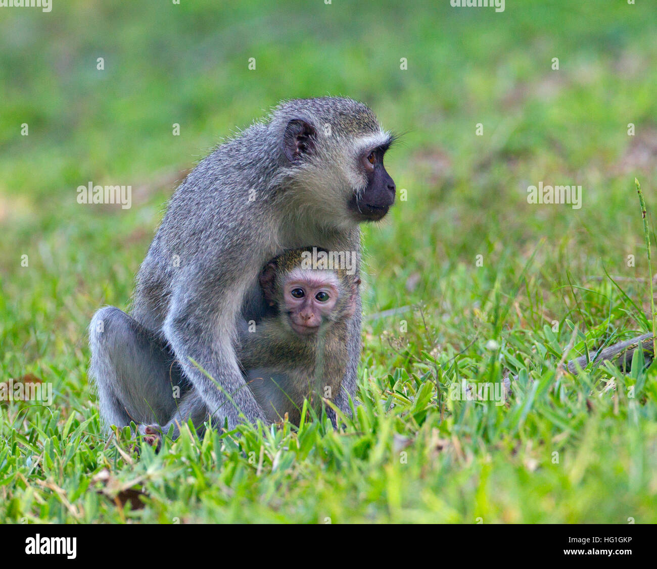 Vervet monkey Chlorocebus pygerythrus and baby Natal S. Africa Stock Photo