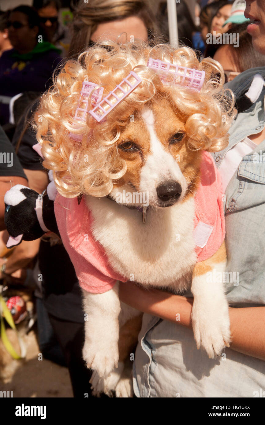 23+ Chihuahua With Blonde Wig