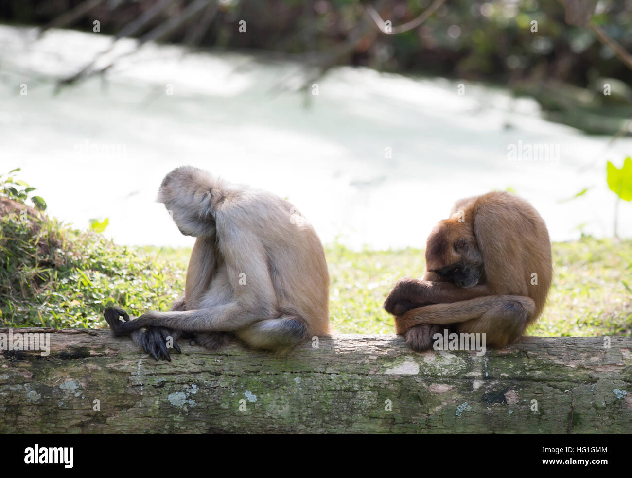 Geoffroy’s spider monkeys relaxing on a log Stock Photo