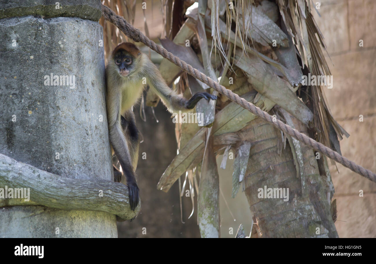 Geoffroy’s spider monkey climbing along a rope Stock Photo Alamy