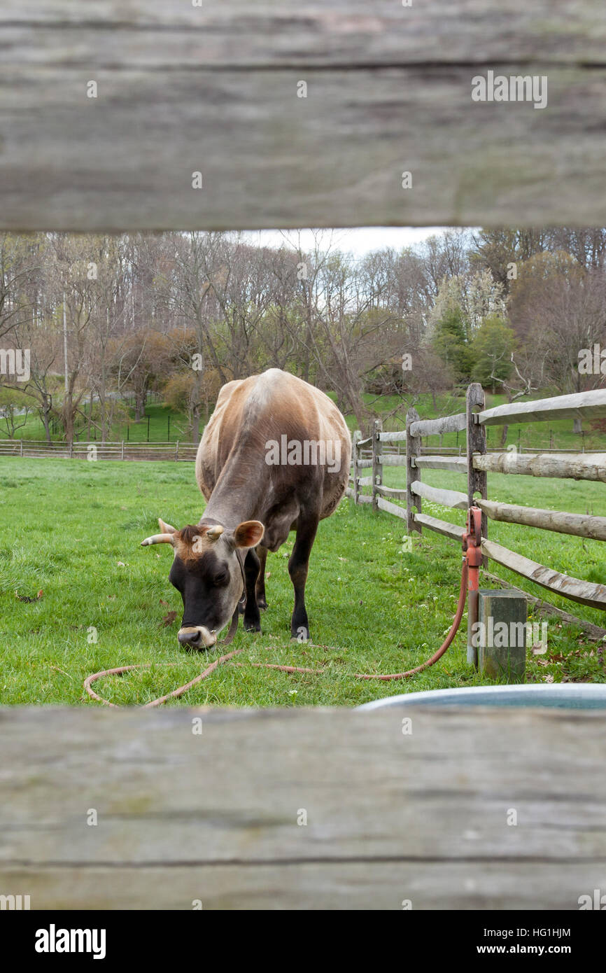 A cow grazes on grass in a farm pasture Stock Photo - Alamy