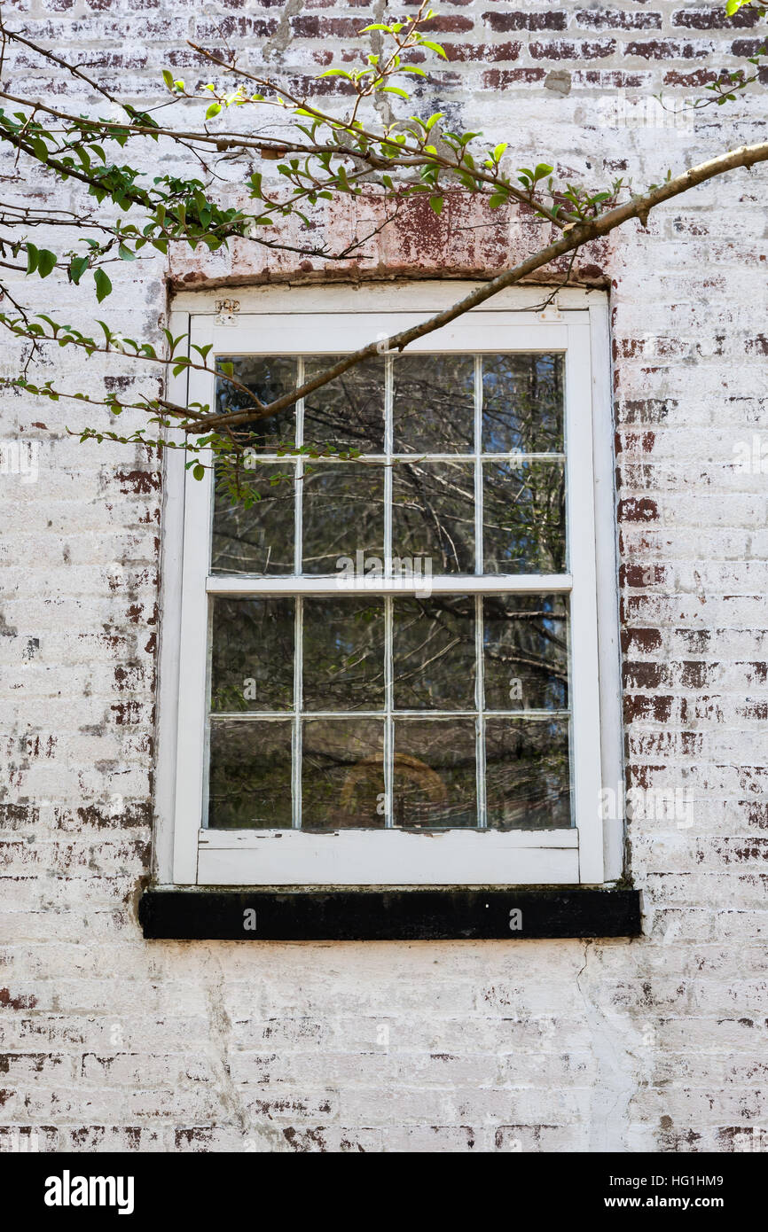 An old window with glass panes on a white washed brick house. A tree branch frames the photo. Stock Photo