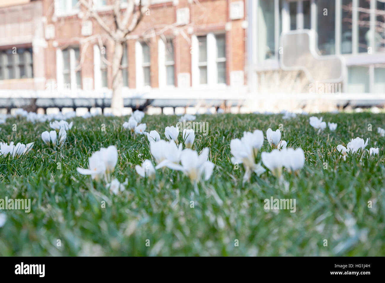 Flowers bloom in early spring along New York City's High Line Park
