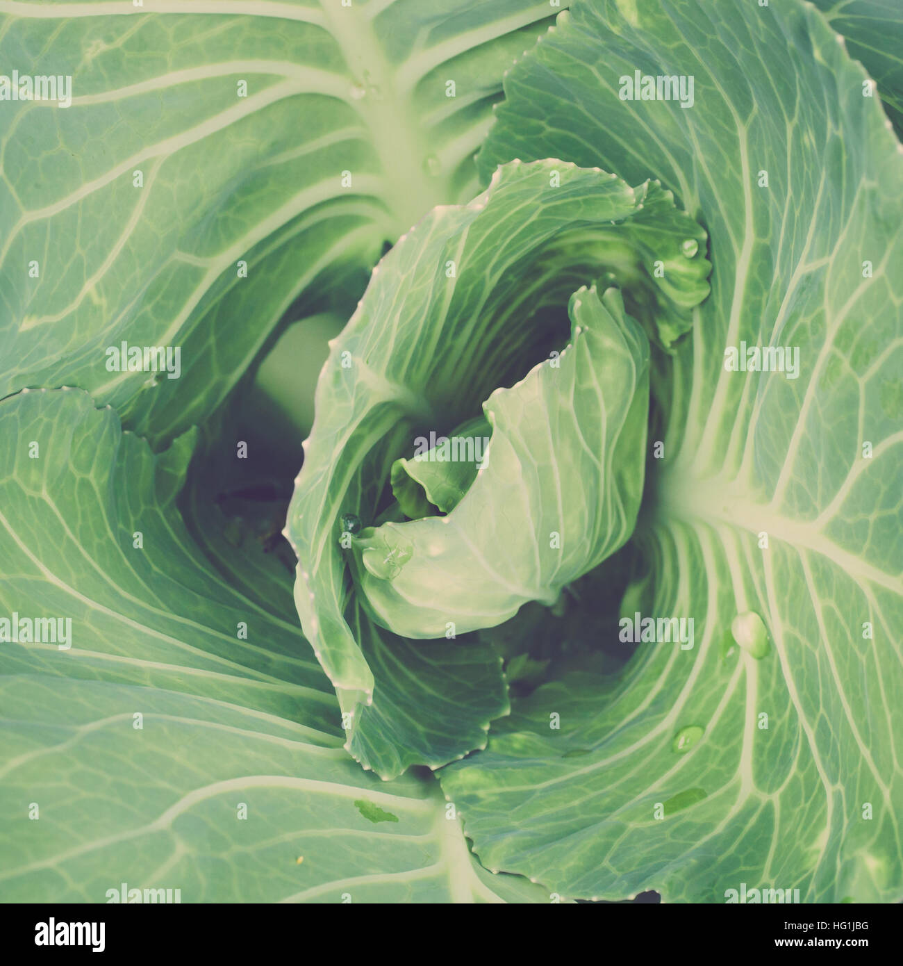 A closeup of green cabbage leaves in a square format Stock Photo Alamy