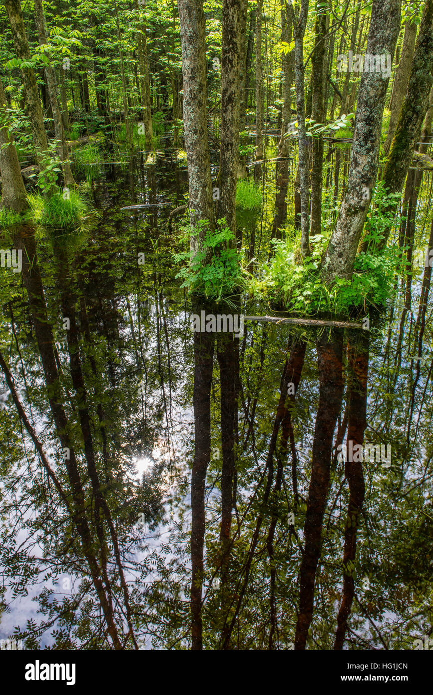 Woodland pond, Kabetogama State Forest, Minnesota, USA Stock Photo Alamy