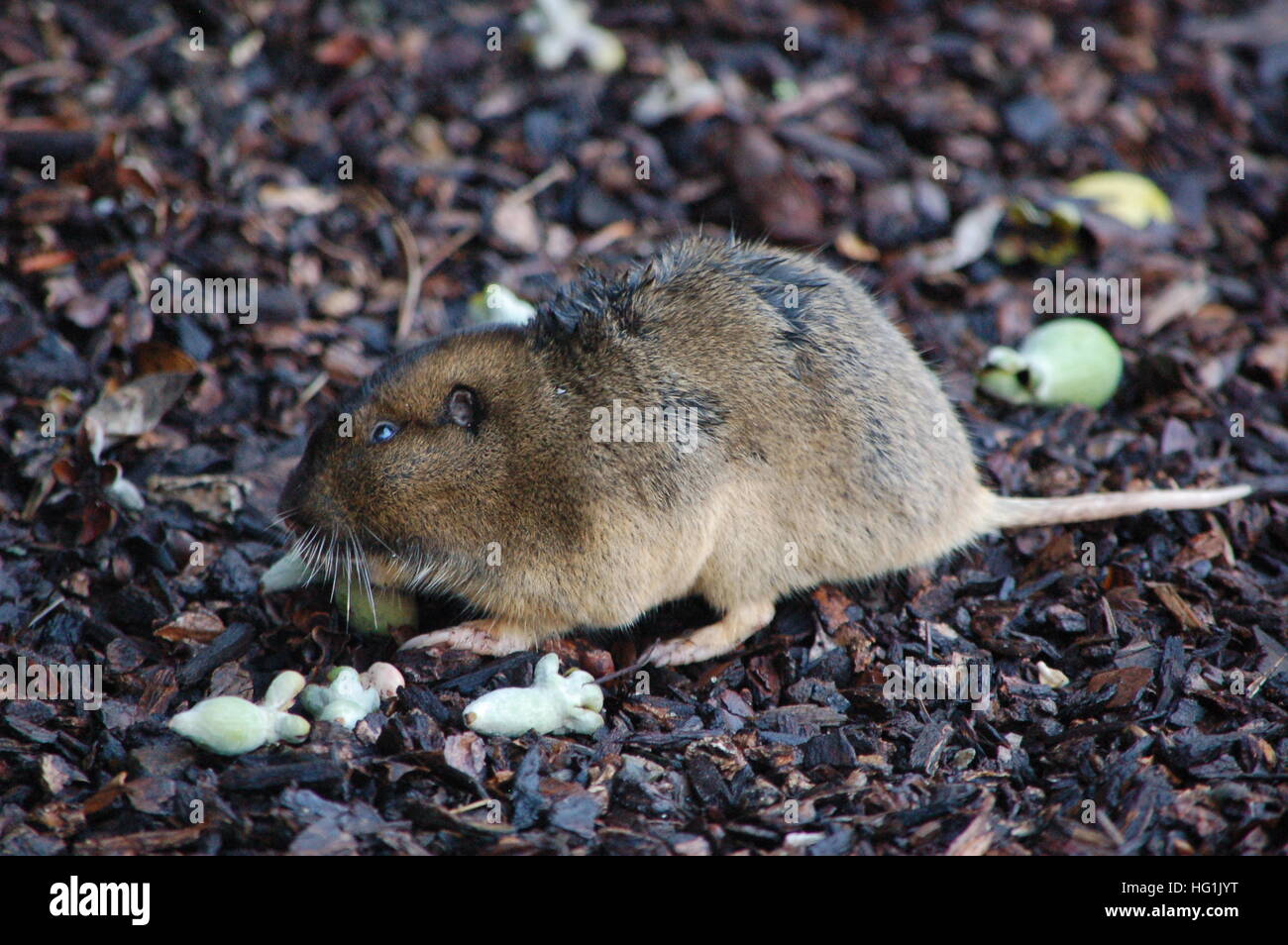 Pocket Gopher High Resolution Stock Photography And Images Alamy