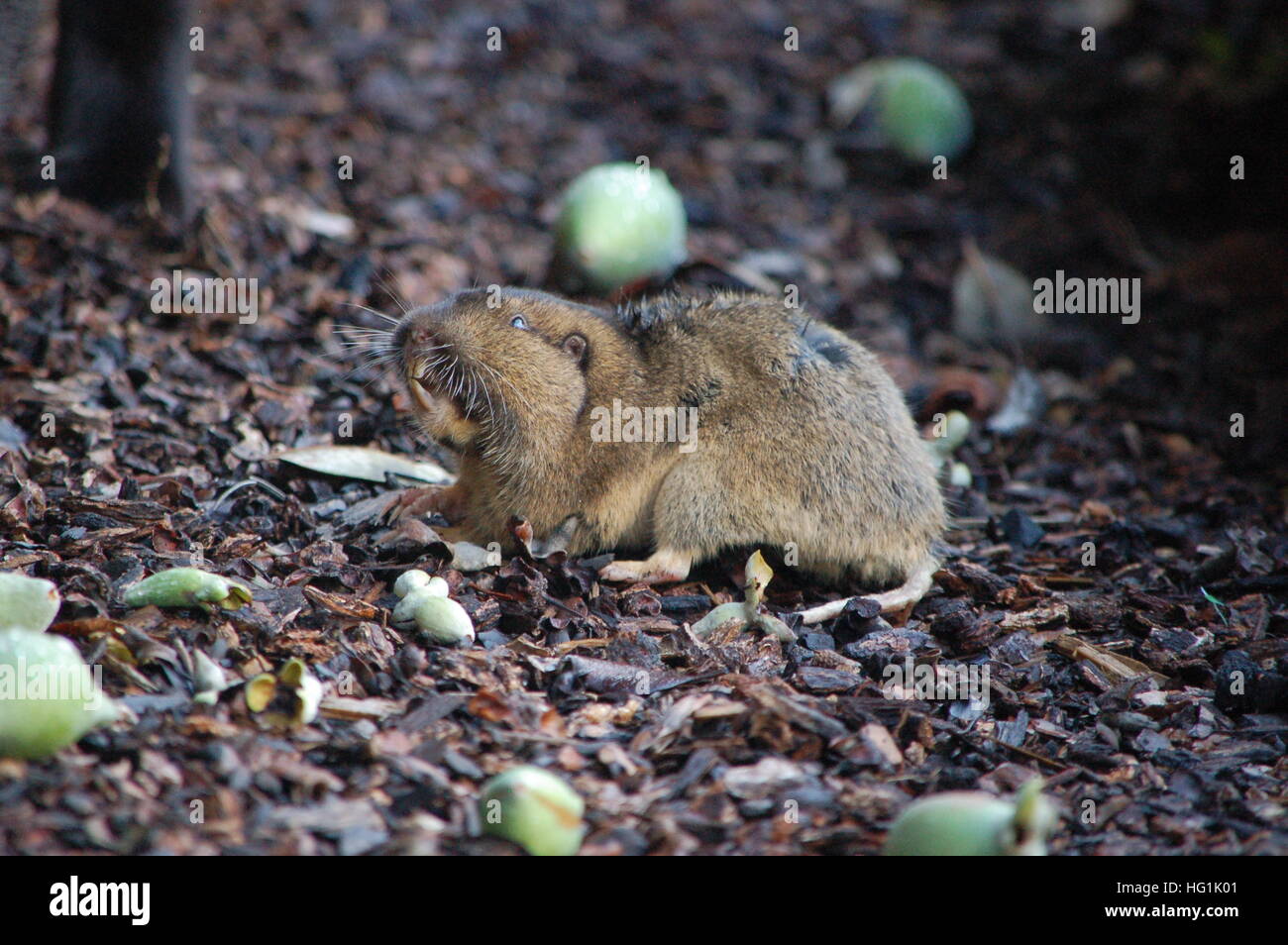 A cute little Botta's Pocket Gopher baring its teeth out in the