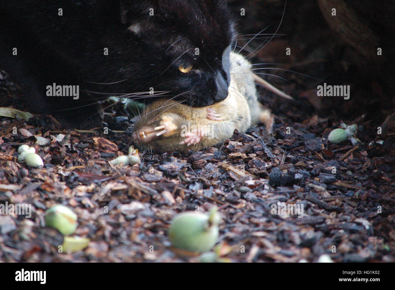 A cute little Botta's Pocket Gopher, caught by the house cat, out in the backyard in San Rafael, CA. Stock Photo