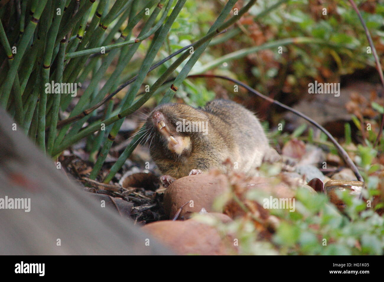 A cute little Botta's Pocket Gopher baring its teeth out in the