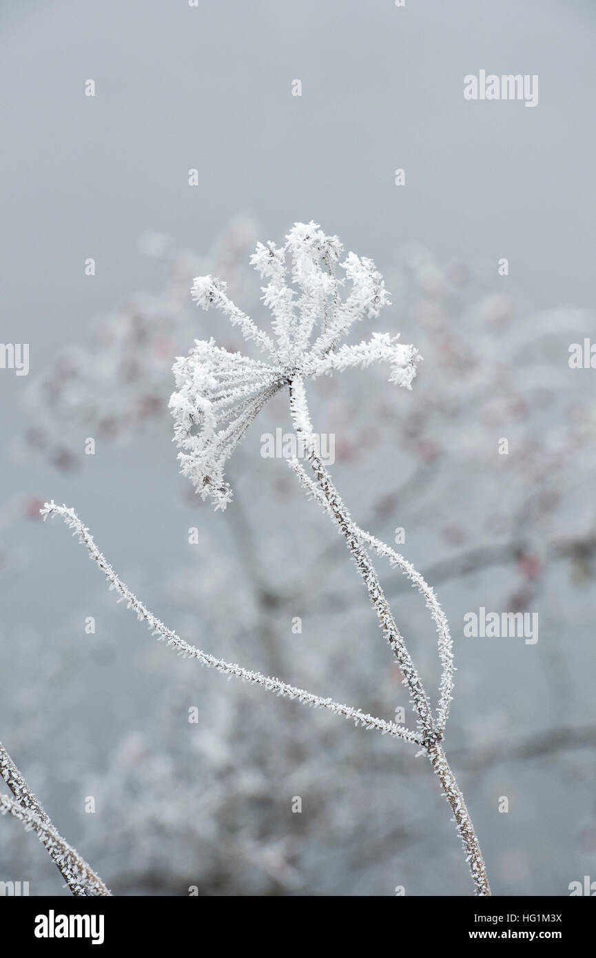 Anthriscus sylvestris . Cow parsley with frost in the Scottish