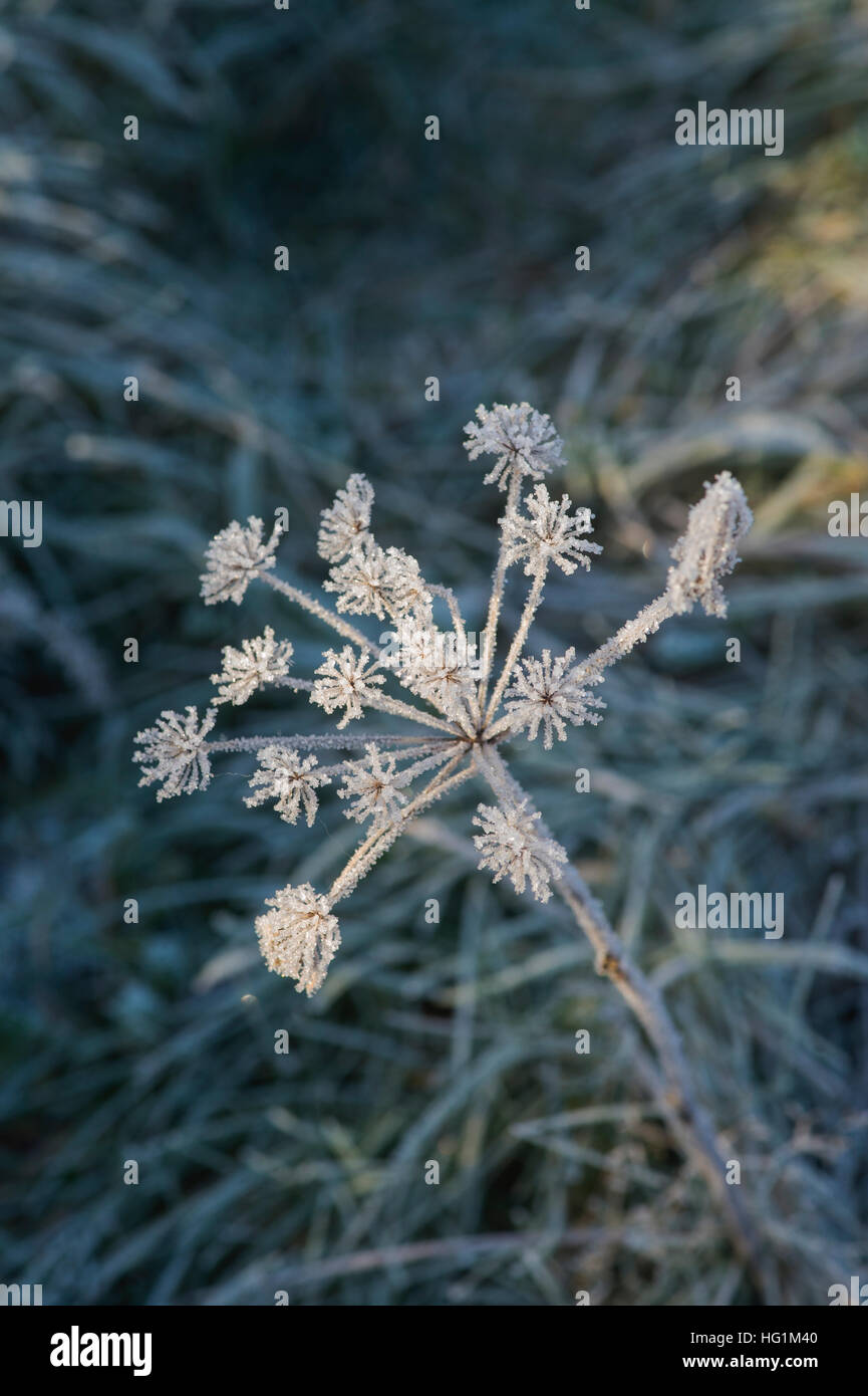 Dead seed heads of the cow parsley plant hires stock photography and