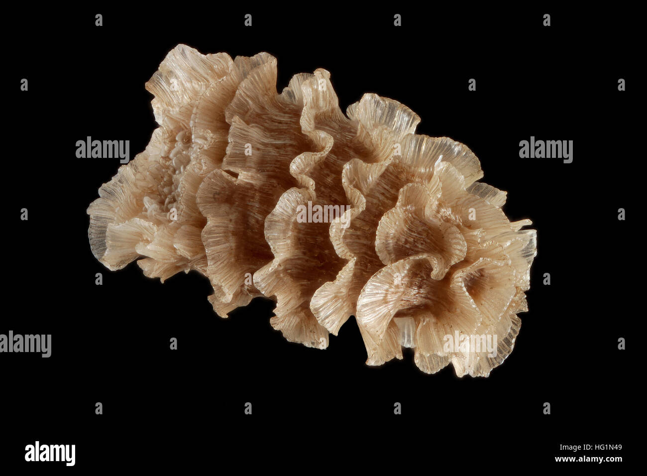 Delphinium pentagynum, Larkspur, Fünfgriffliger Rittersporn, close up, seed, 3-4 mm long Stock Photo
