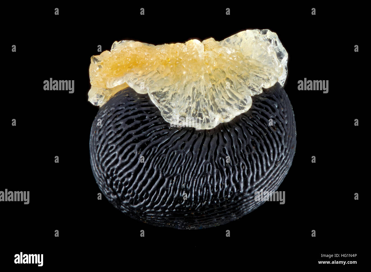 Dicentra torulosa hires stock photography and images Alamy