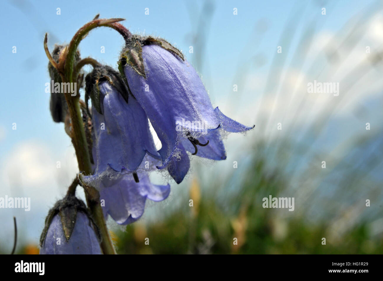 blue flowers against a blue sky Stock Photo