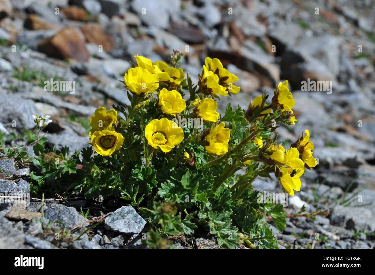 Geum reptans Stock Photo