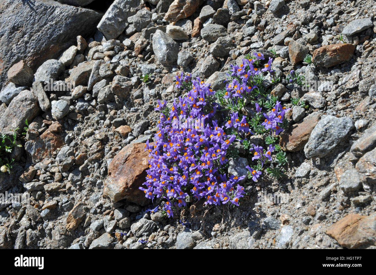 Linaria alpina Stock Photo