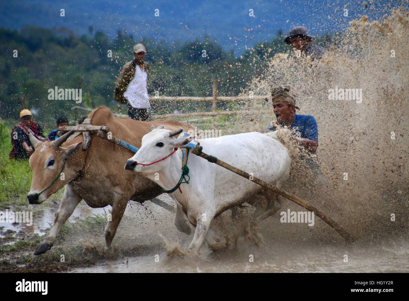 Traditional bull races in West Sumatra Stock Photo
