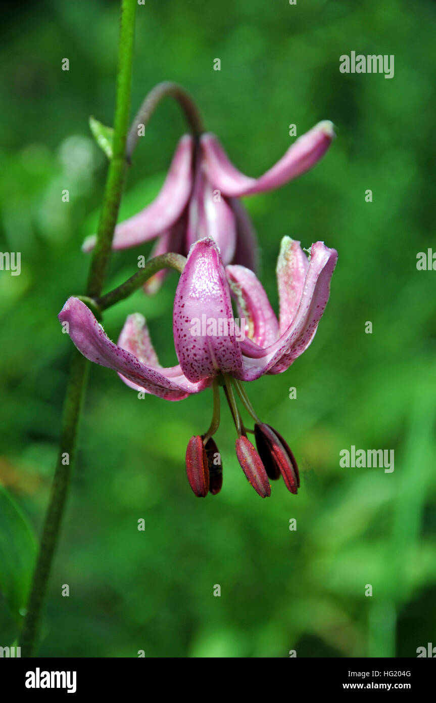 Lilium martagon bulb hires stock photography and images Alamy