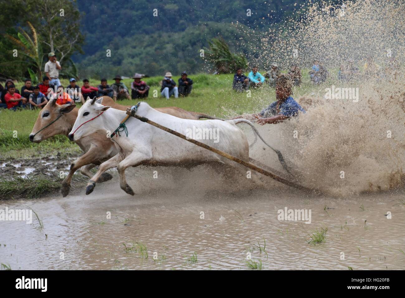 Traditional bull races in West Sumatra, Indonesia. Stock Photo
