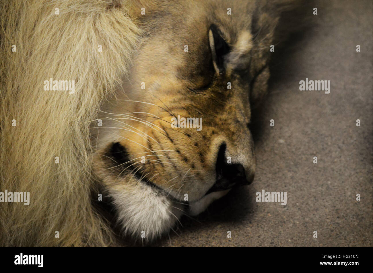 Profile male lion hi-res stock photography and images - Alamy