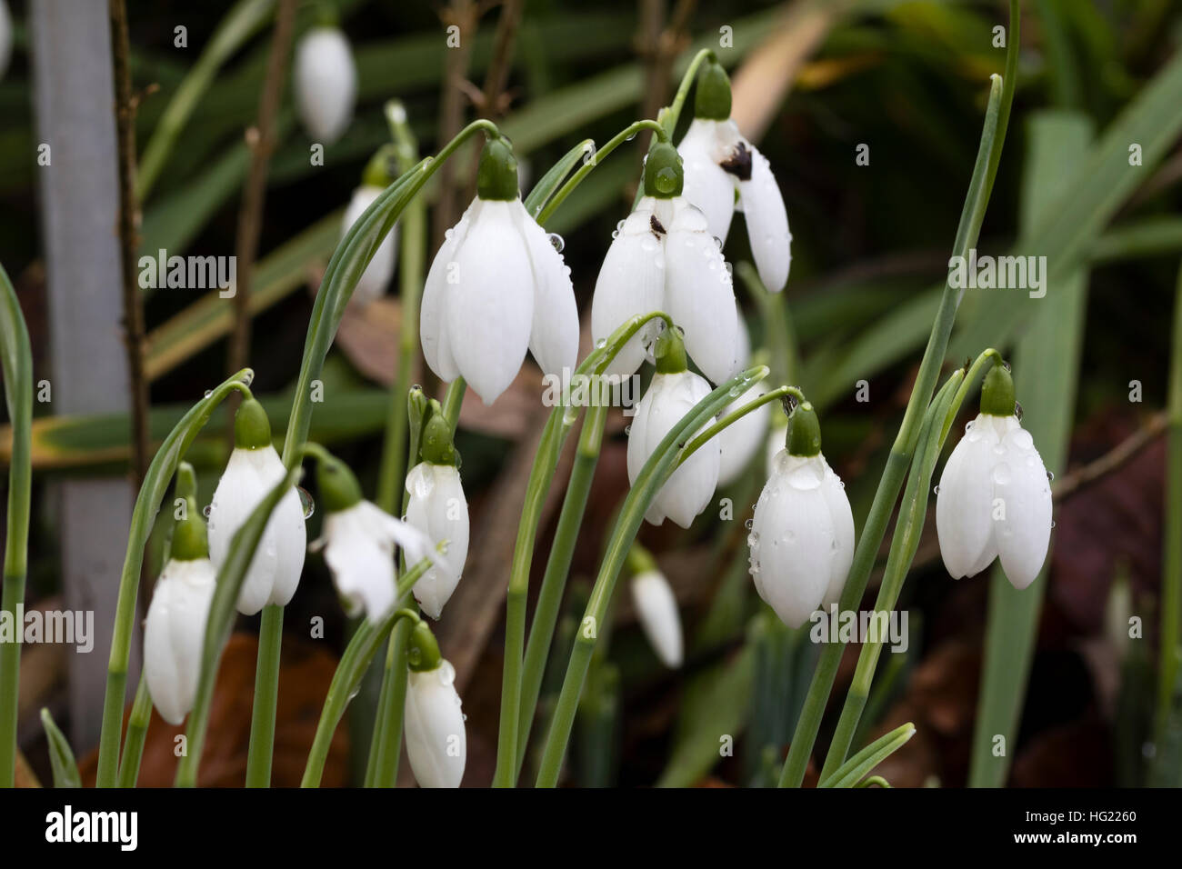 Late December flowers of the giant snowdrop, Galanthus elwesii 'Mrs McNamara' Stock Photo