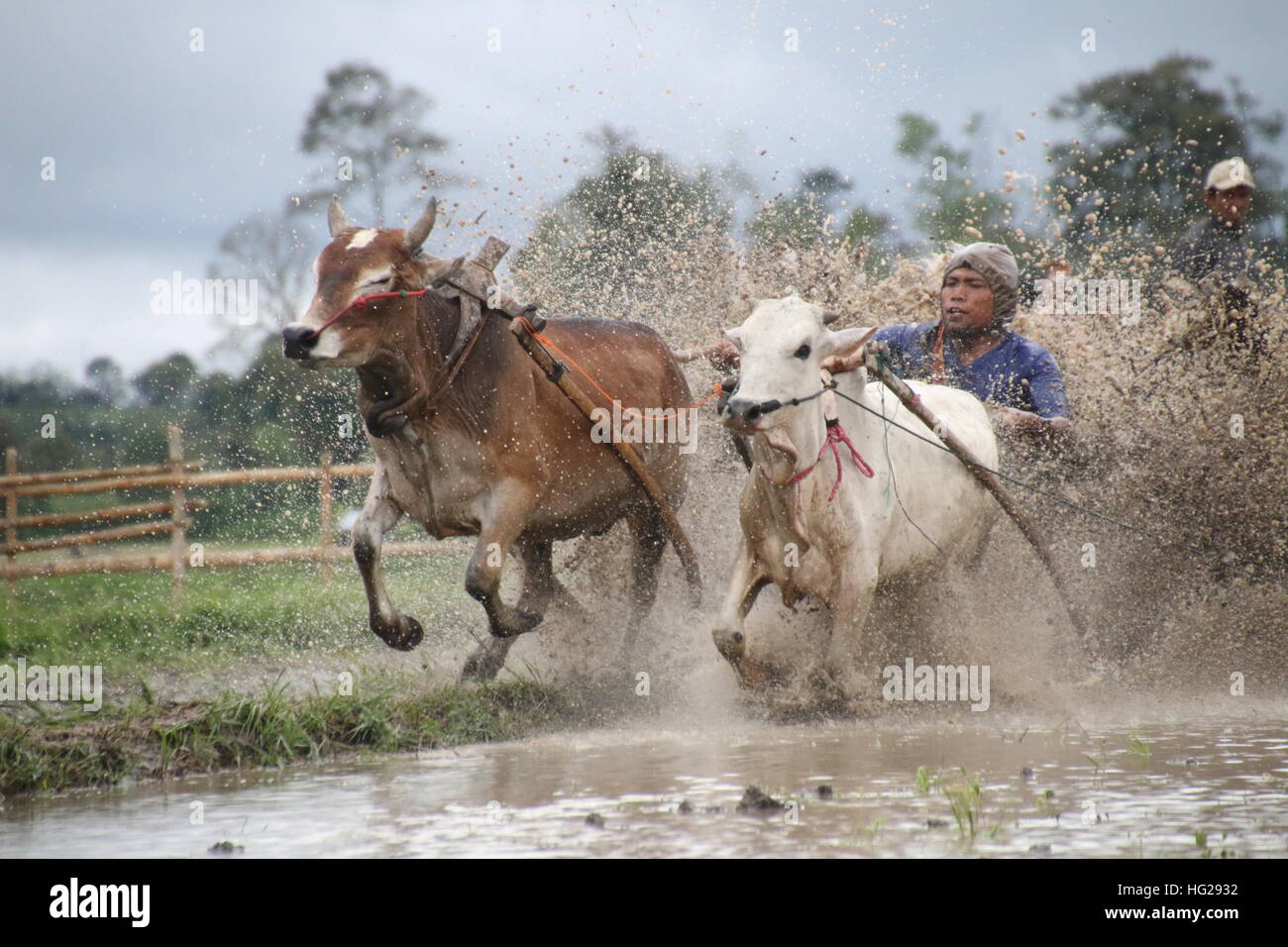 Traditional bull race in West Sumatra, Indonesia. Stock Photo