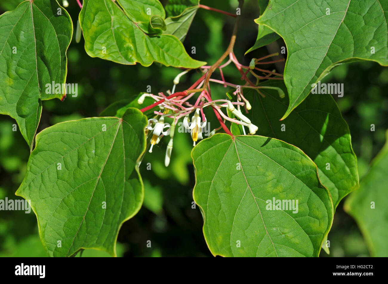 Alangium platanifolium Stock Photo